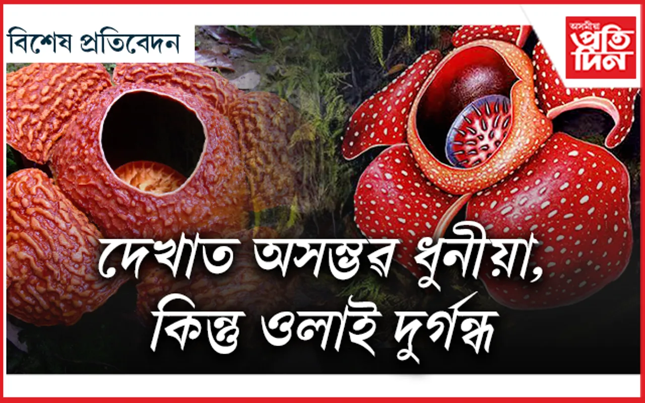 অকলে ছিঙিব নোৱাৰা ফুলপাহ...